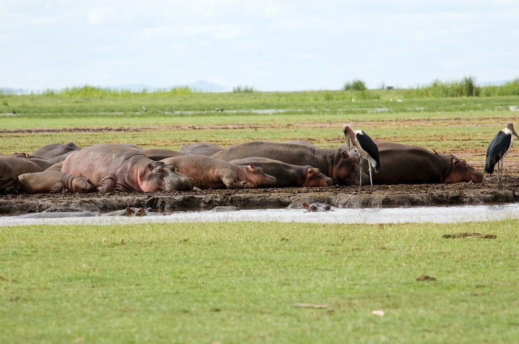 Manyara flodhest01.jpg - Hippopotamus (Hippopotamus amphibius), Tanzania March 2006